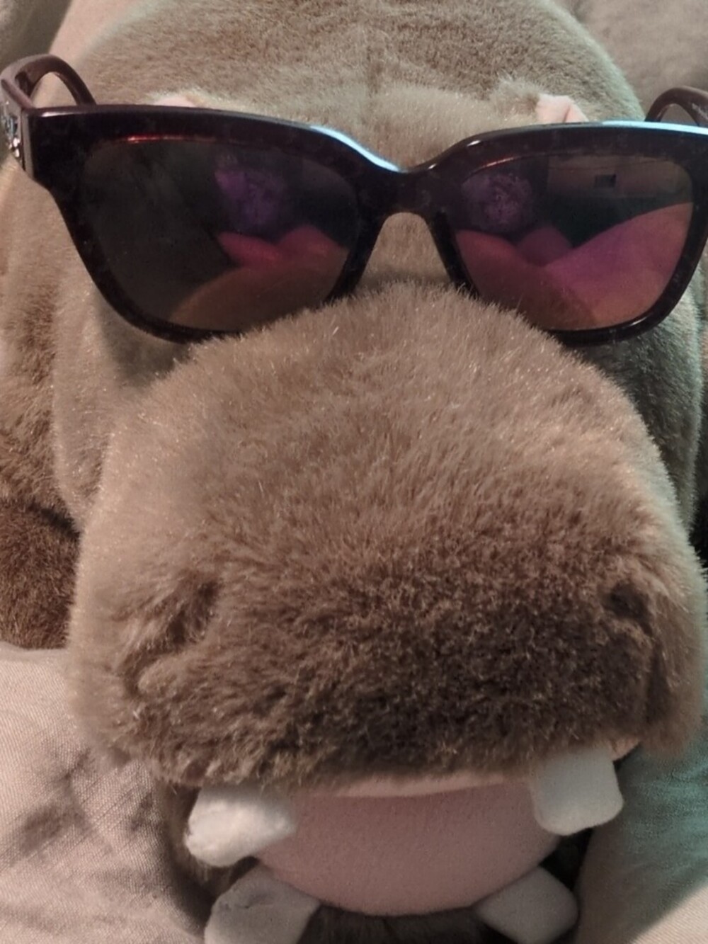 Coach Rose Colored Oversized Sunglasses